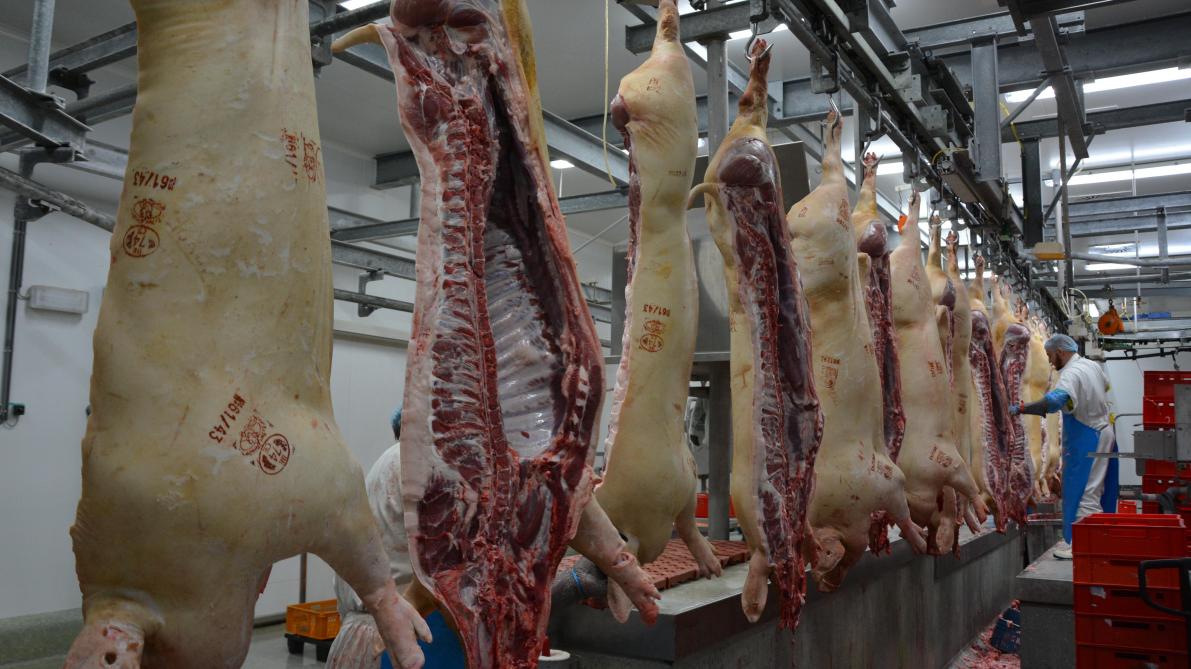 Faute d’animaux prêts à l’abattage disponible dans l’Union européenne, les prix de la viande porcine sont repartis à la hausse.
