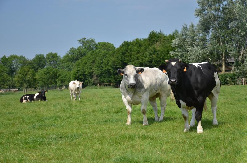 La future spin-of travaille sur les marqueurs sanguins, notamment en race Blanc-bleu belge.