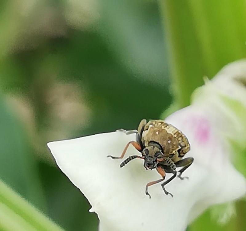 Si les larves de la bruche infestent les graines, les adultes, eux, se contentent  de se nourrir du pollen et du nectar des fleurs de la féverole.