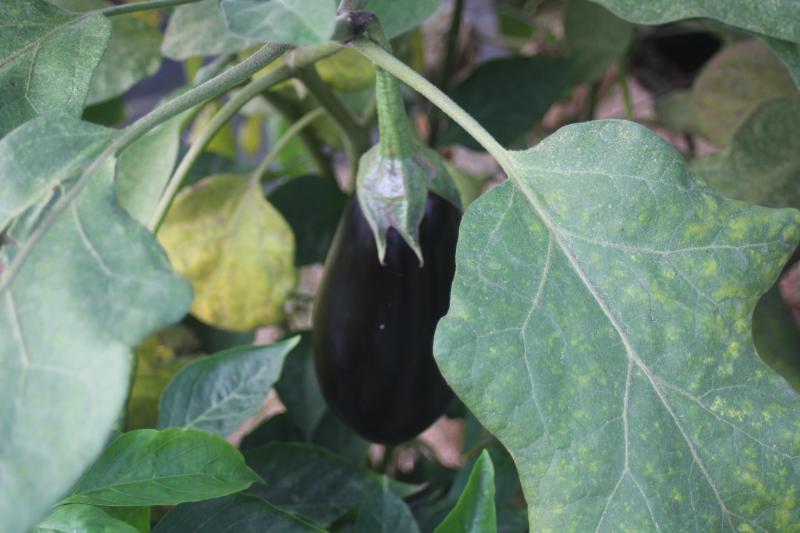L'aubergine est une plante fréquemment envahie par les acariens phytophages.