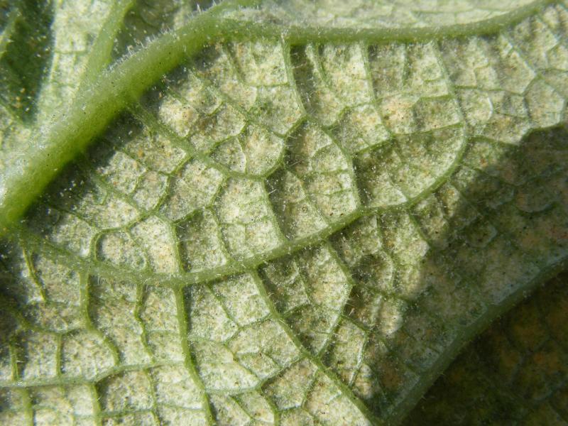 C'est en observant la face inférieure de la plante que nous pouvons détecter,  à la loupe ou à l'œil nu, la présence d'acariens.