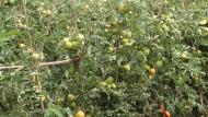 Les tomates, comme d'autres cultures qui développent une grande masse végétale, ont besoin mobiliser de grande quantités de minéraux au départ du sol.