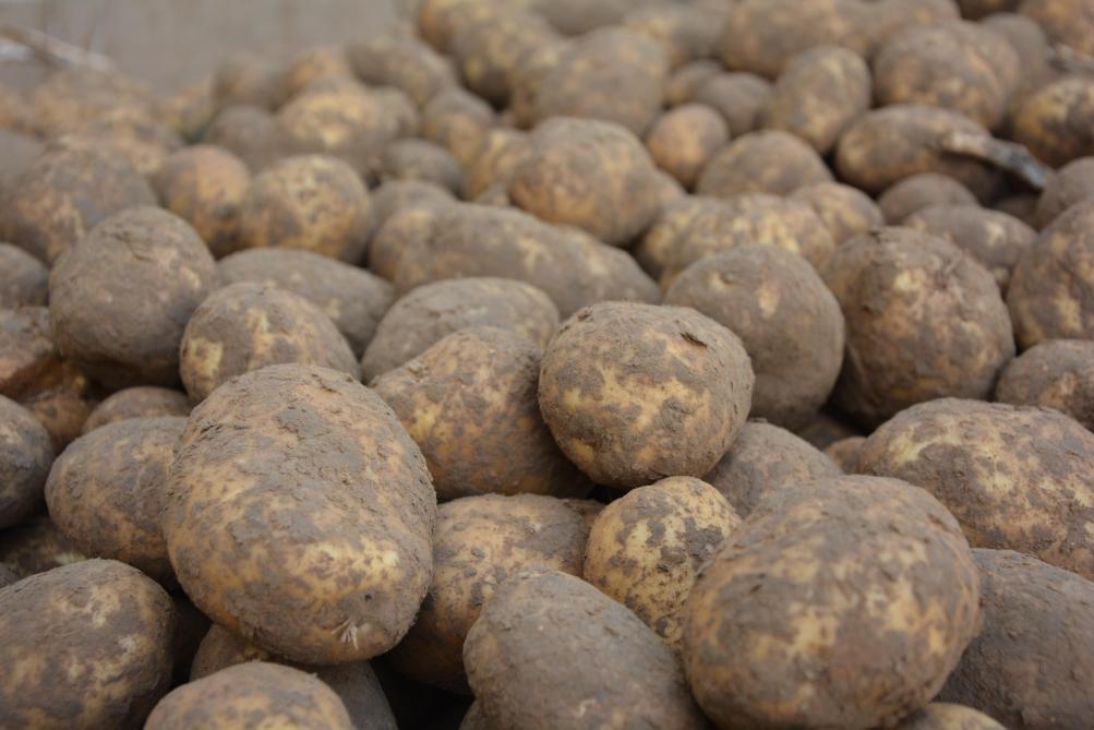 Pommes de terre le gel, révélateur et destructeur SillonBelge.be