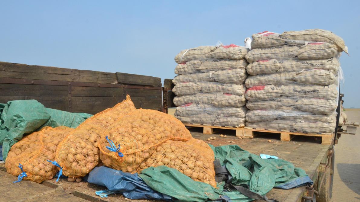 Pomme De Terre Gerer Les Plants Avec Grande Precaution Sillonbelge Be