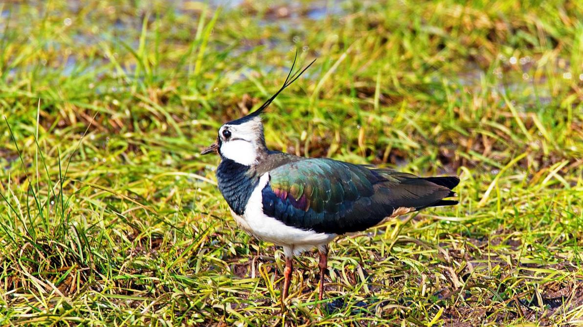 Environ Un Tiers Des Oiseaux Nicheurs Belges Menacés Au