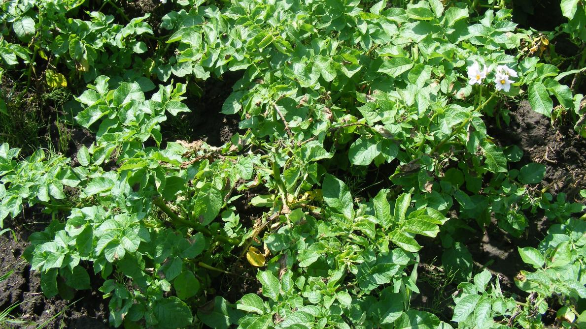 Preparation Des Plants De Pommes De Terre Decor Jardin