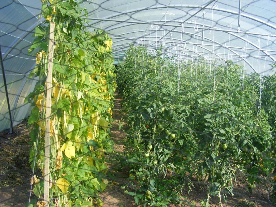 Au Potager Un Vaste Choix De Haricots Sillonbelge Be