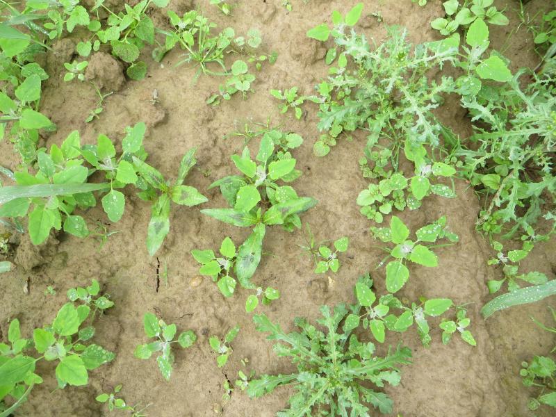 A ce stade, il est plus que temps de traiter si l'on veut éviter qu'une flore relativement simple ne pose problème.