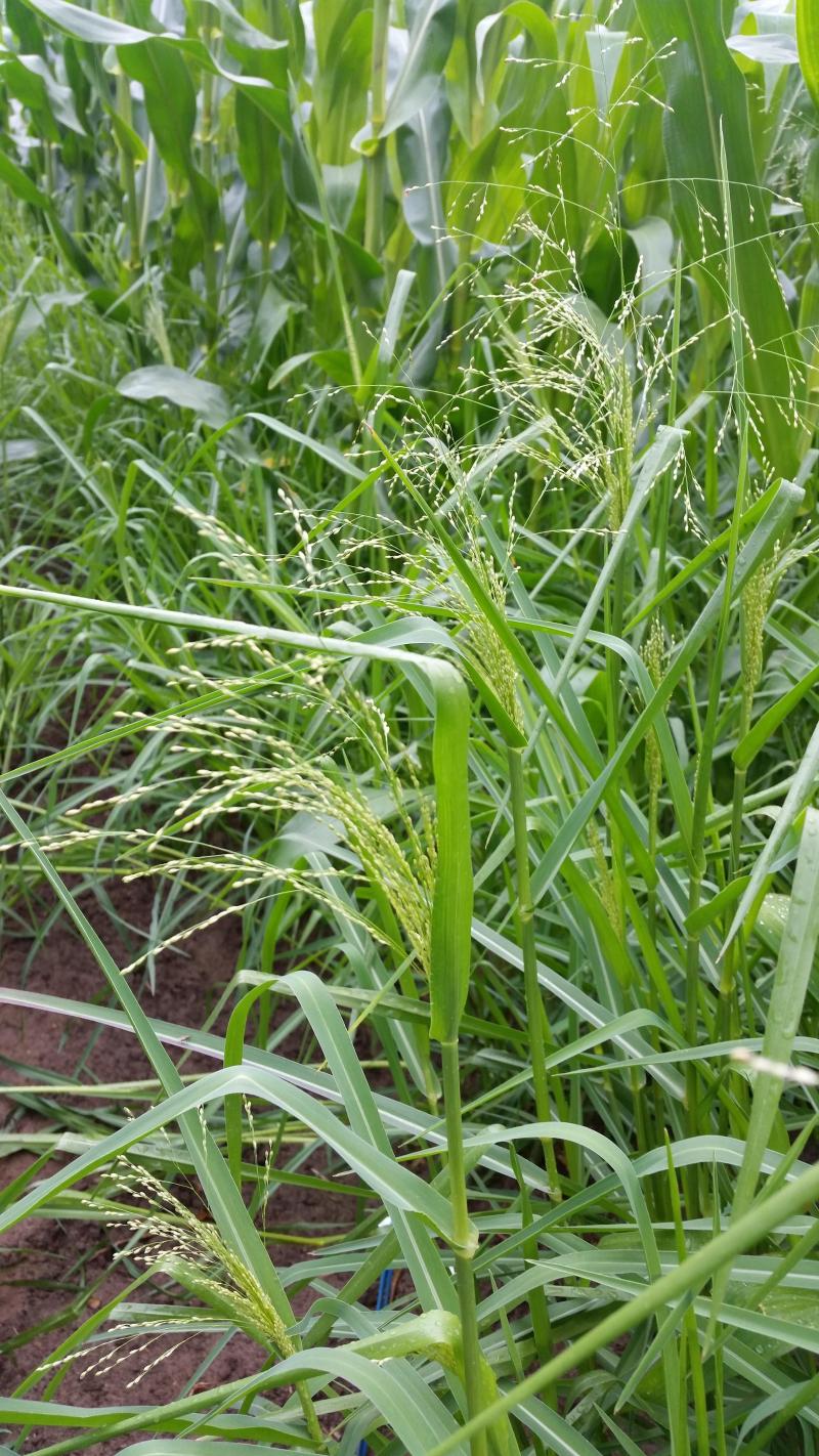 Le panic schinzii s'est introduit sur quelques sites du Brabant et de la  province de Liège. Si l'on veut éviter sa dispersion, il est nécessaire de traiter en préémergence ou à un stade précoce de la postémergence.