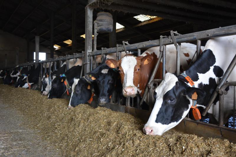 Au menu durant l’hiver: une ration complète mélangée  composée d’ensilage d’herbe, de maïs, de blé, d’avoine,  d’orge, de soja et de tourteaux de lin et de colza.
