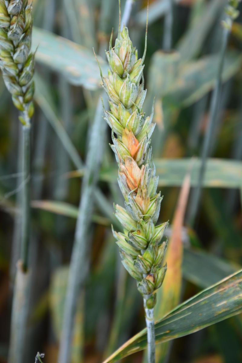 Une intervention fongicide contre la fusariose est plus efficace si elle est réalisée avant les pluies contaminatrices, du stade épi dégagé jusqu’à la floraison.