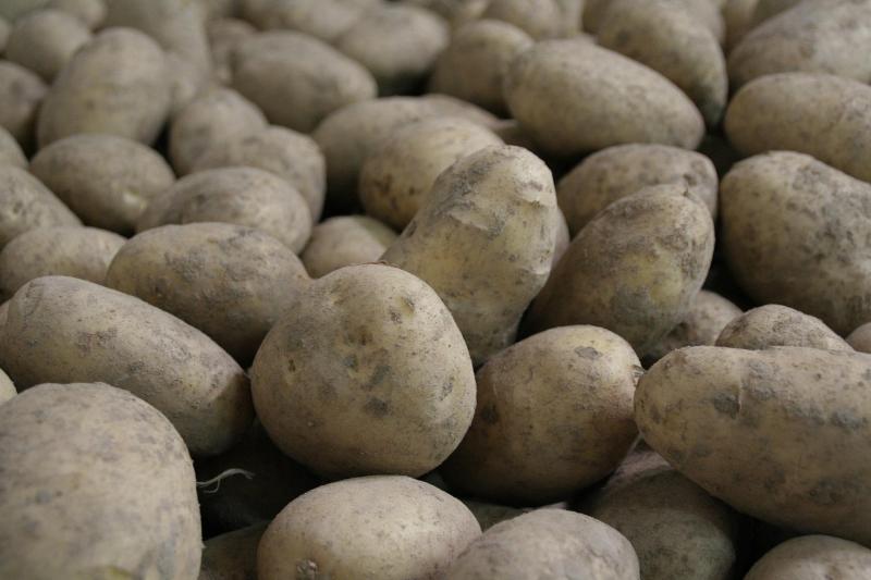 Taco guidera bientôt les producteurs de pommes de terre, pour autant qu’un conseiller motivé et talentueux rejoigne l’équipe actuelle.
