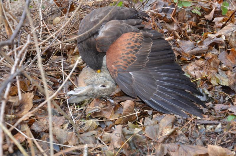 Ayant plus facilement accès à des territoires à lapins, les oiseaux de Sébastien et François sont créancé sur ce type de gibier.