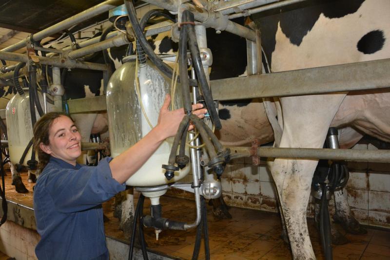 Le lait de la traite – une affaire de spécialistes – a deux destinations,  la laiterie bien sûr mais également l’alimentation des veaux.