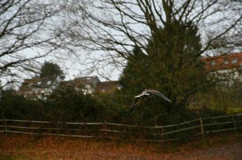 Lorsque l’oiseau vole, le fauconnier utilise un leurre pour le rappeler.