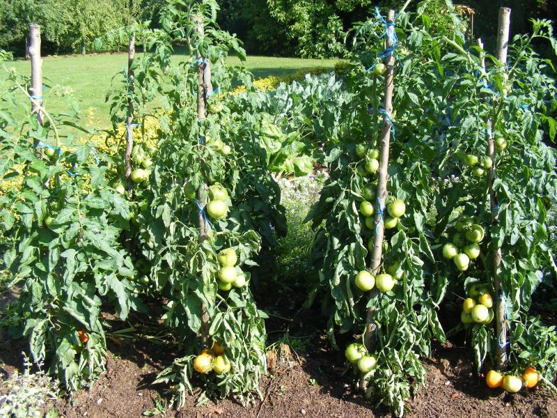 Le choix variétal et une très bonne aération des plantes sont des méthodes préventives qui permettent de retarder significativement l'extension  de la maladie.