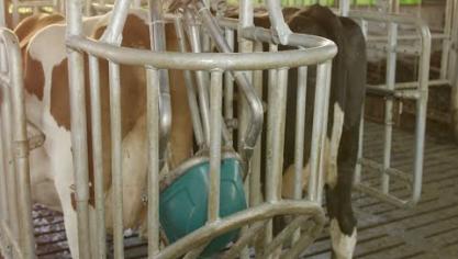 Un urinoir pour vaches pour réduire les émissions de gaz
