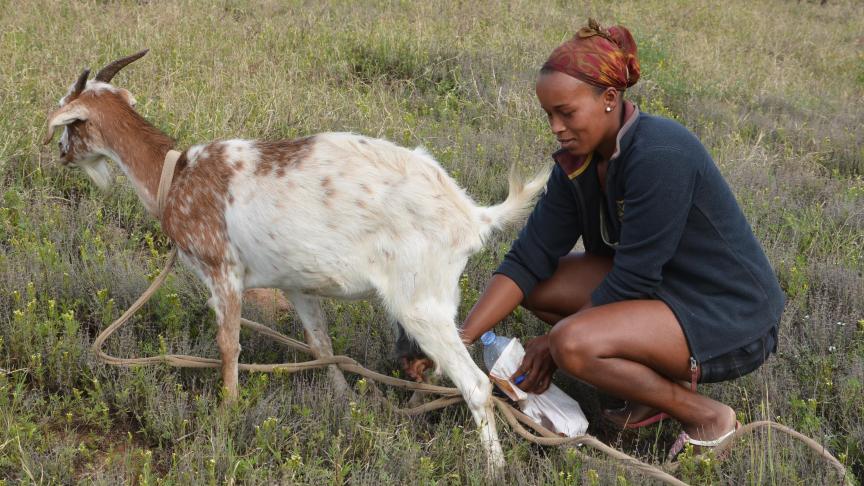 Très résistantes aux maladies et à la soif, les chèvres produisent du lait qui est transformé en fromages dont les saveurs varient au gré des  productrices.