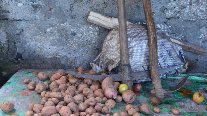 La patate douce