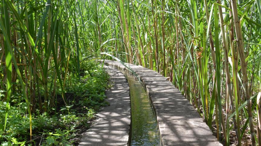 L’eau si précieuse est conduite vers les parcelles cultivées vie un réseau de canaux d’irrigation, les levadas