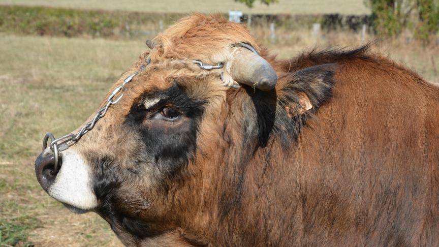 Le troupeau compte actuellement 4 taureaux Aubrac.