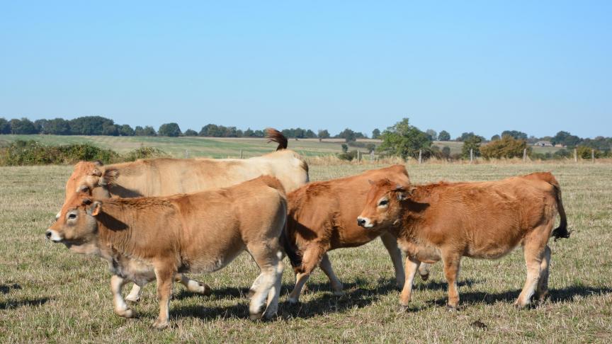 L’alimentation des veaux? «Le lait de la mère et l’herbe des pâtures, quand il y en a», souligne l’éleveur, faisant référence à l’impact très négatif occasionné par la météo sur la production fourragère en 2016. M. de N.