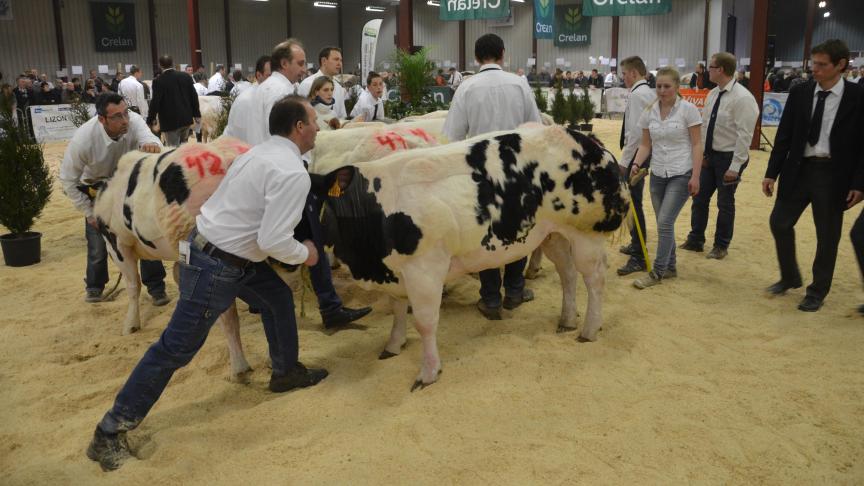 Place au concours BBB, le samedi 4 février dans l’enceinte du Tournai Expo. Un grand moment  pour les inconditionnels de la race. Quelque 190 animaux se disputeront les médailles dès 10h.