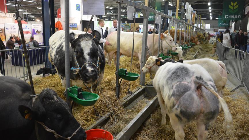 L’exposition permanente dédiée à l’élevage permettra aux visiteurs d’admirer des représentant(e)s de nombreuses races bovines: BBB, blonde d’Aquitaine, limousine, pie-noir Holstein, normande, brune suisse, jersiaise et normande. M. de N.