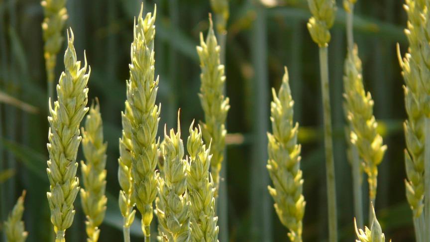 wheat-8244_1920