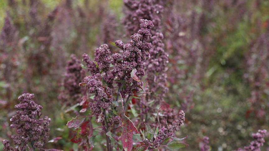 quinoa-897678_1920