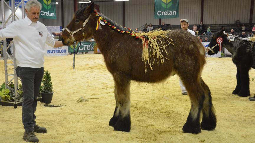 Espoir de Malametz (Rivaal van de Boterhoeve x Dora de Guignies), champion des poulains d’1 an, à Noël Dupire, de Leuze.