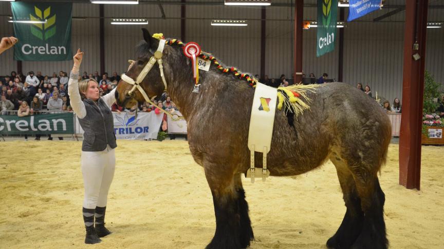 Mia de Guignies, (baron x Dalila), championne du jour, à Noël Chantry-Debaisieux, de Guignies.