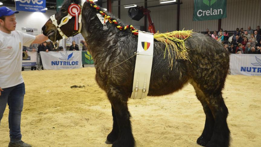 Iris de la Vallée (Nike van’t Bos x Martine van’t Heidehof), 1
er
 prix des pouliches de 3 ans, à Philippe de Jaeger, de La Bouverie.
