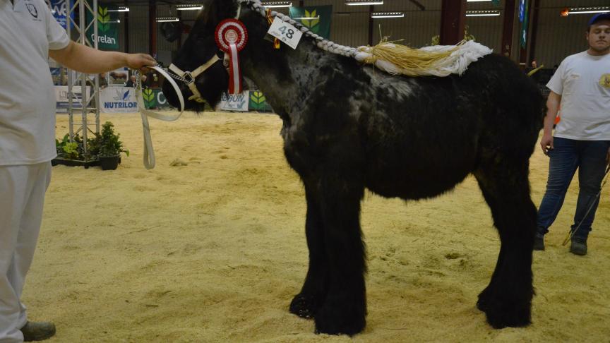 Tornado du Risqu’à tout (Tinus van Aardenhof x Phaedra van Bakergemshof), 1
er
 prix des poulains d’1
an basse taille, à Sébastien Claude, de Hautrage.
