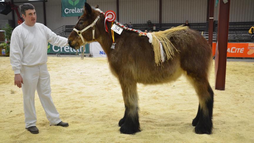 Karen d’Erquennes (Mistral van het Rijkelhof x Gloria d’Erquennes), championne des pouliches d’1 an, à Arlette Heugebaert, de Honnelles.