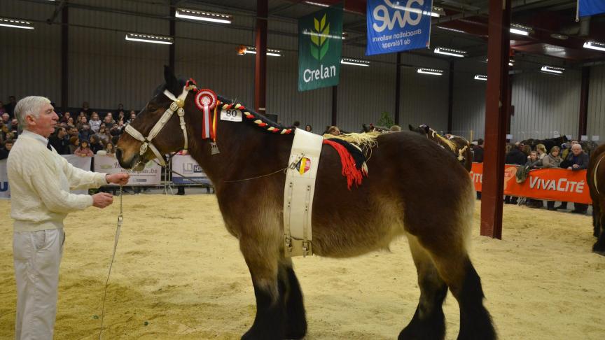 Hortense d’Erquennes (Marco van’tHof ter Waele x Sirka d’Erquennes), 1
er
 prix des juments de 4 ans et + basse taille, à Arlette heughebaert, de Honnelles.