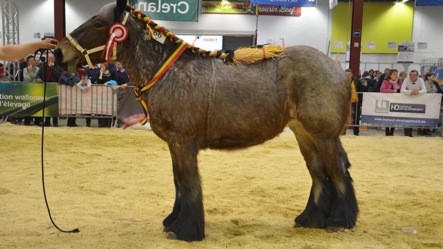 Tessa van de Leenputten (texas x Charlotte), championne des pouliches de 2 ans, à Dirk et Kurt Brynaert, de Chièvres.