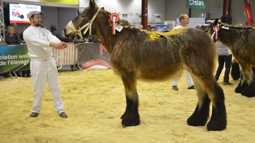 Jacinthe de la Vallée (Matteo van’t Rietenhof x Bliksie uit de Gavers) 1
er
 prix des pouliches de 2 ans basse taille, S. Claus, Hautrage.