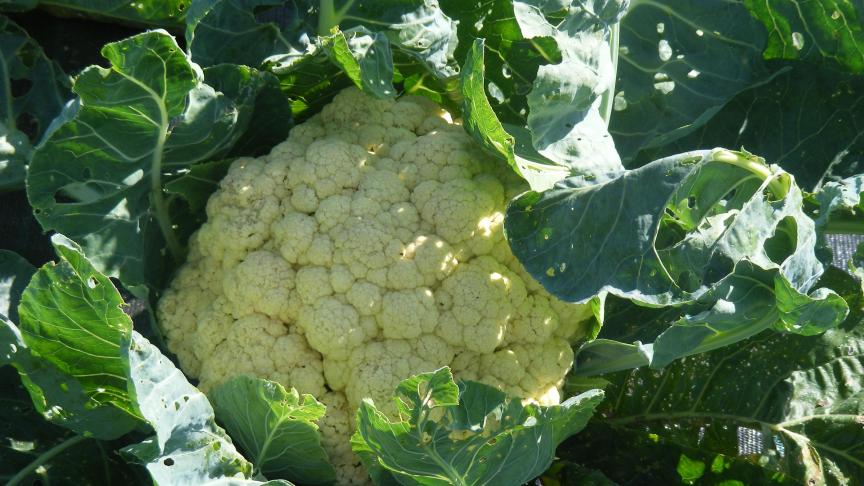 Les hybridations ont permis de remarquables effets d'hétérosis avec les hybrides. Les qualités et le rendement se sont considérablement accrus, y compris la conservation en frigo.
L'homogénéité des hybrides concentre la récolte d'un lot sur une courte période. c'est un grand avantage pour les ventes programmées. Par contre, ce sera plus compliqué pour étaler la récolte en circuits courts, surtout dans les petites unités de production.