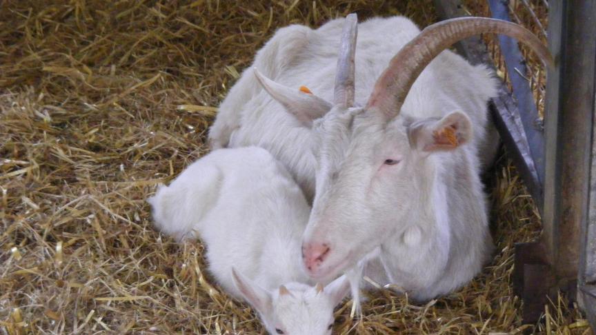 Les fumiers d'animaux domestiques sont parfaits pour fertiliser le potager.