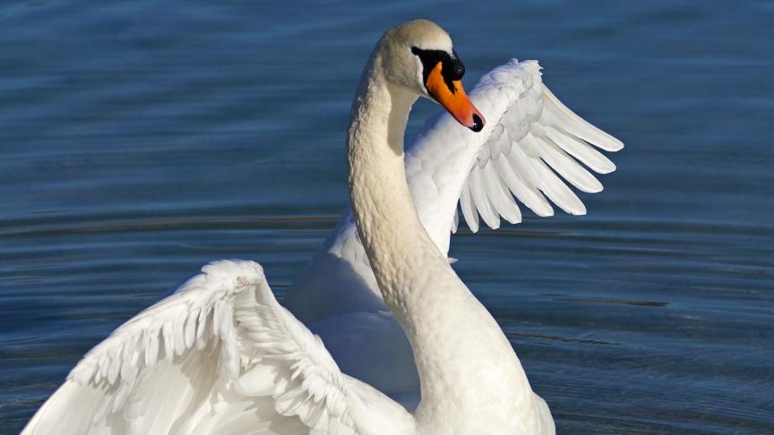 Ce nouveau cas de grippe aviaire  a été identifié chez un cygne  retrouvé mort.