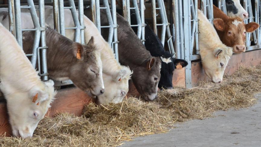 L’action et la formation: deux axes pour préserver l’efficacité des antibiotiques.