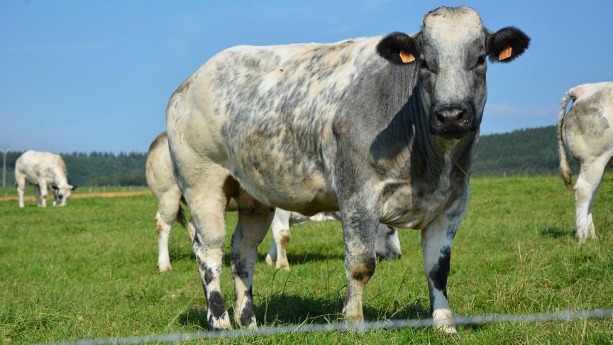 En Belgique, les prairies liées à l’élevage constituent d’importants puits de carbone.