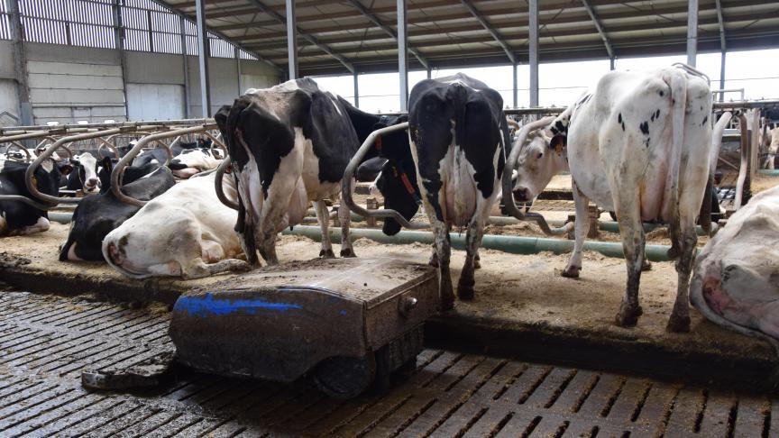 Pour l’éleveur, le robot racleur est non seulement utile pour la santé des sabots mais également pour éviter aux vaches de glisser.