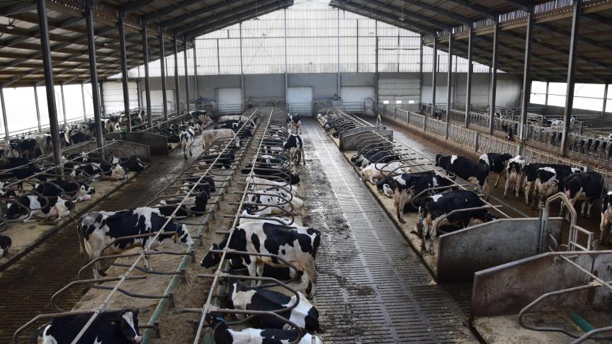 L’installation de robots ne pouvait aller de pair qu’avec la construction d’une étable aérée, aux couloirs spacieux qui permettent une circulation optimale de tous les animaux.