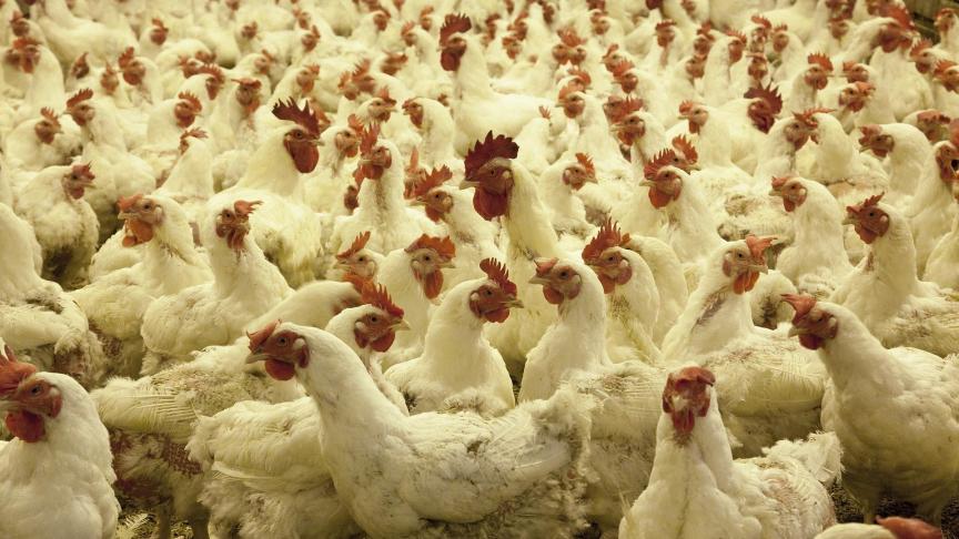 poultry-farm-1544654_1920