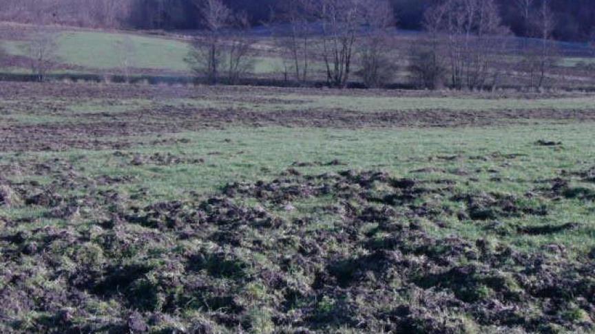 sanglier