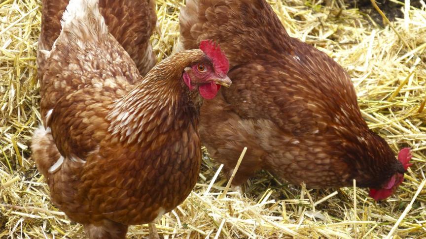 hens-1107874_1920