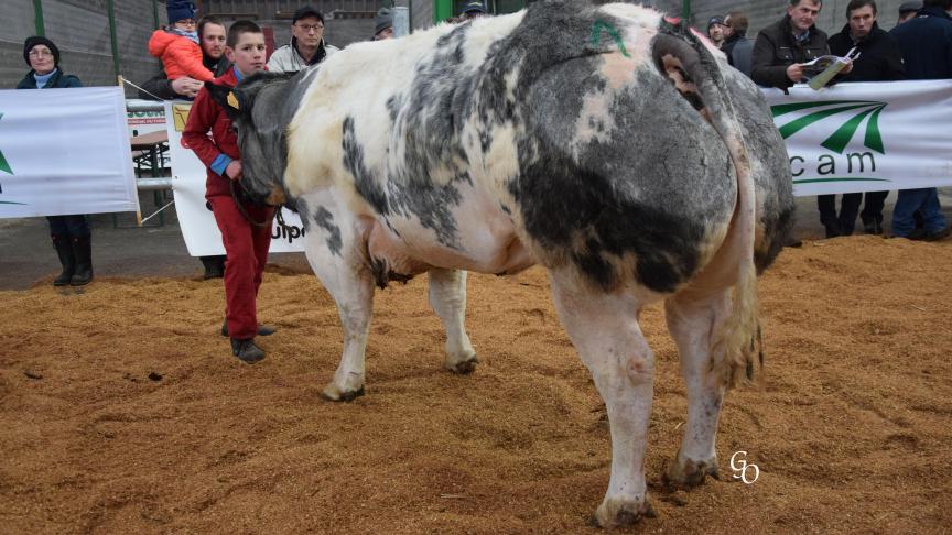 Gipsy de Ste Hélène (Impérial X Sjaka-Zoele), championne des vieilles génisses, à Sébastien Servais, Macquenoise.