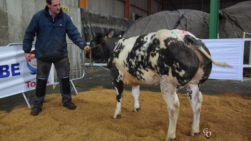 Myrtille de l'Escaille (Fripon X Matériel), championne des génisses d'âge moyen, à Stéphane Pierrard & Bernadette Toussaint, Boussu-en-Fagne.
